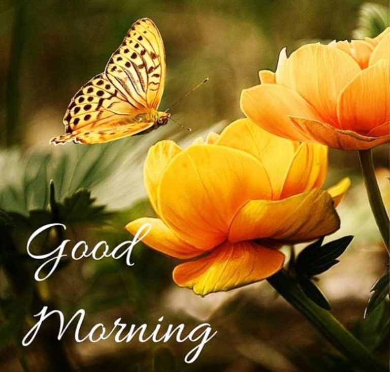 162 Lovely Good Morning Wishes With Flowers - Good Morning Wishes