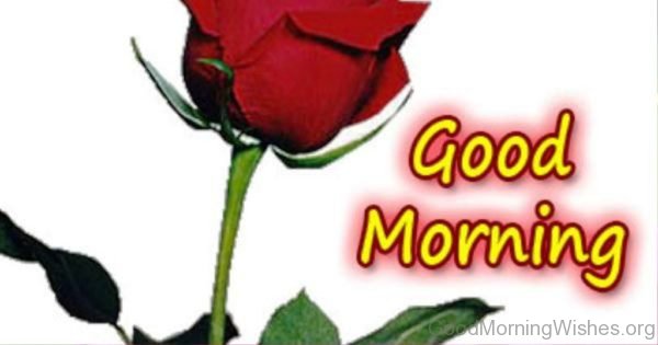Beautiful Good Morning Ecard with rose flower