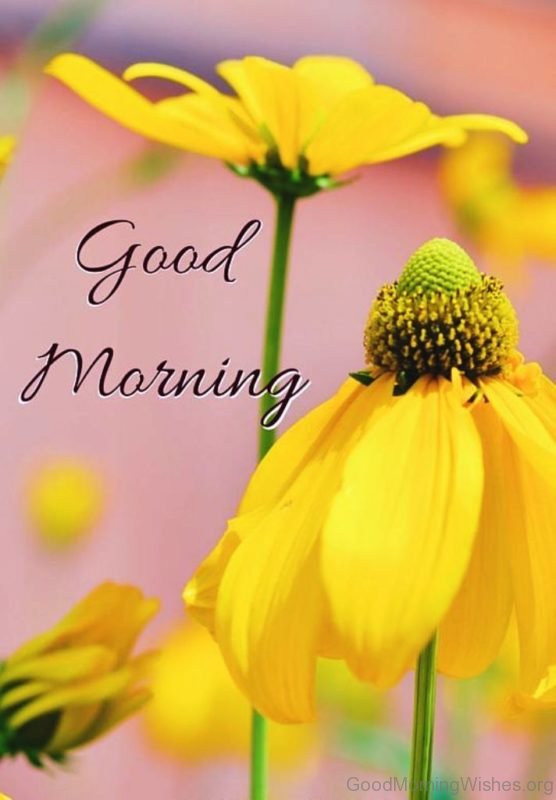 Beautiful Good Morning With Yellow Flowers
