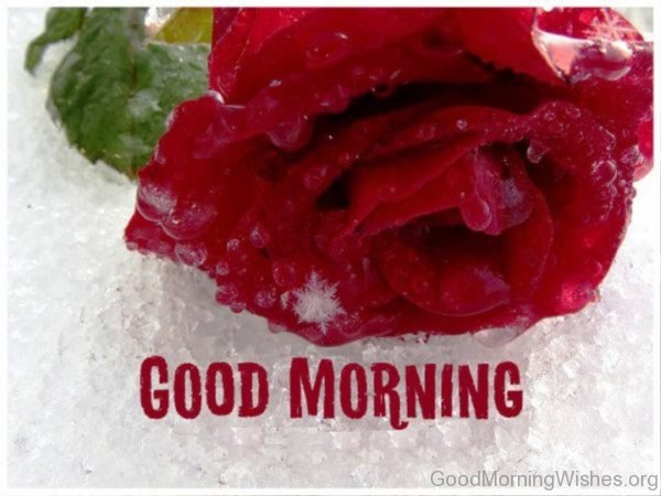 Good Morning Cool Rose