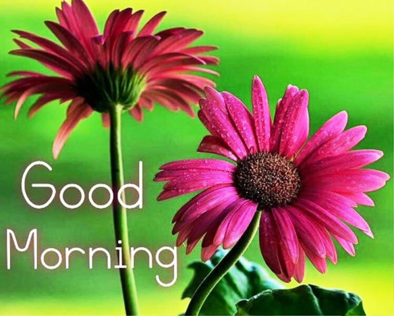 162 Lovely Good Morning Wishes With Flowers - Good Morning Wishes