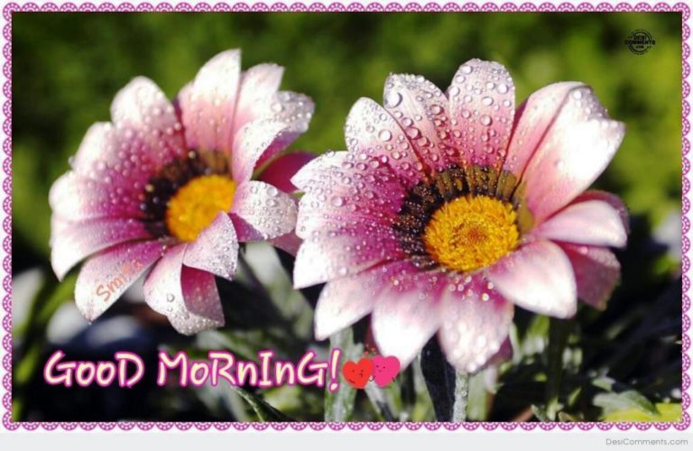 162 Lovely Good Morning Wishes With Flowers - Good Morning Wishes