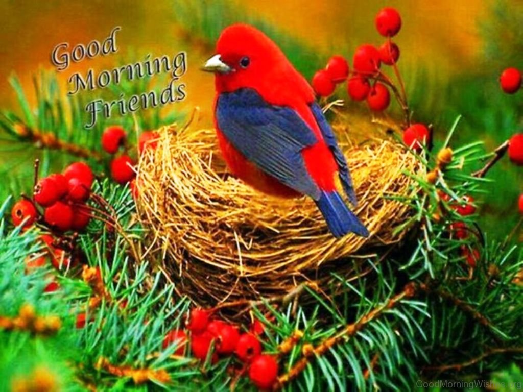 8 Good Morning Pictures Red Bird