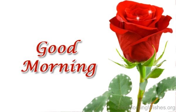 Good Morning Red Rose Flower