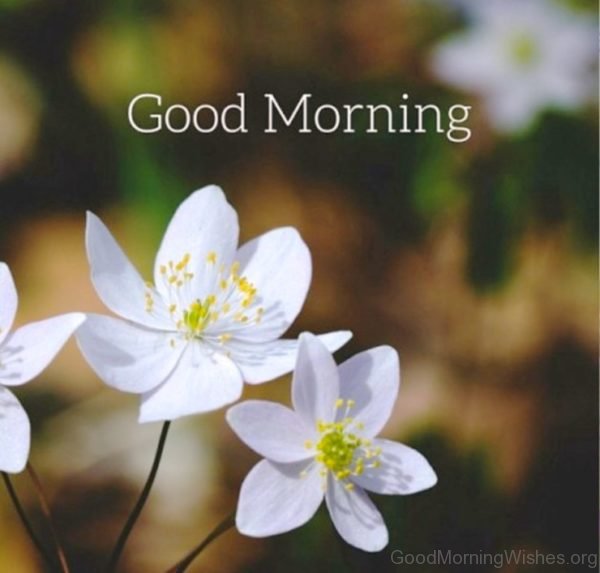 Good Morning Wishes With Flowers 2