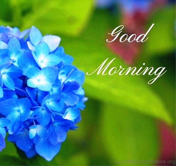 Good Morning With Blue Flower