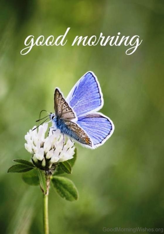 Good Morning With Butterfly 1