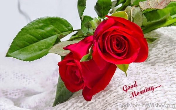 Good Morning With Red Rose 1