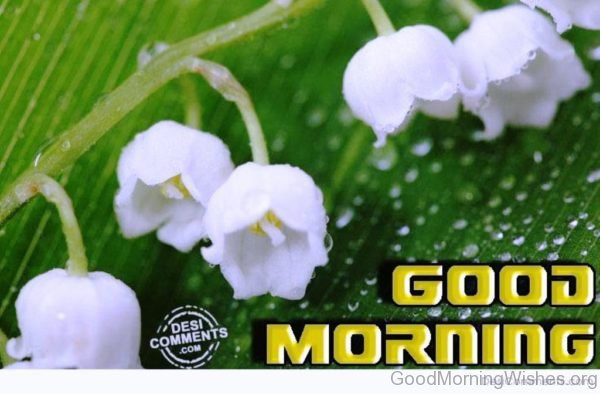 Good Morning With White Flowers