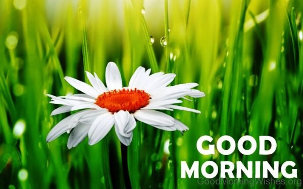 Image Of Good Morning With Flower