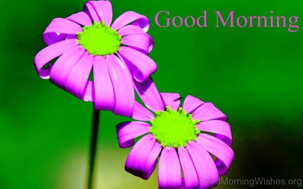 Picture Of Good Morning With Flowers