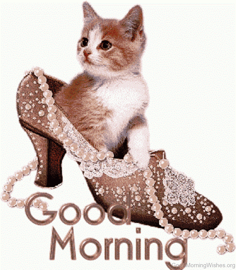 Good Morning Good Morning Cute Cats Compilation Video