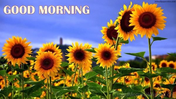 Amazing Good Morning Sunflowers Pic
