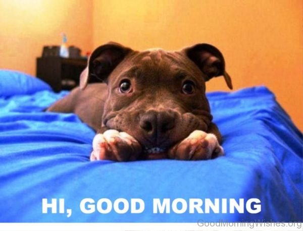 Funny Pic Of Good Morning Puppy