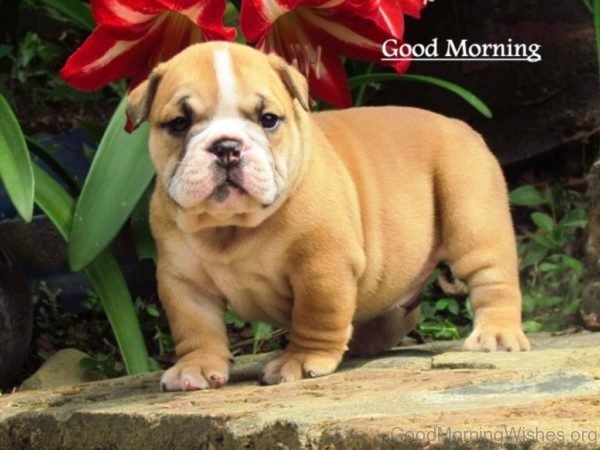 Good Morning Puppy Image