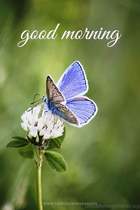 Good Morning Quote With Butterfly And Flower