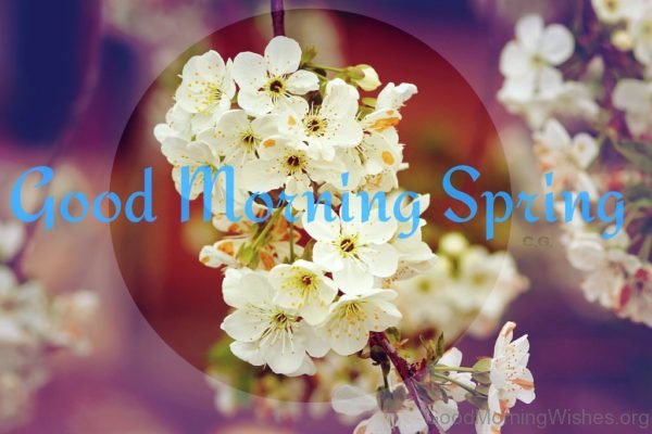 Good Morning Spring Pic