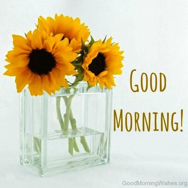 Good Morning Sunflowers Photo
