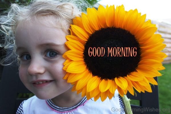 Good Morning With Sunflower
