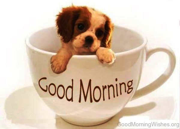 Good Morning With Sweet Little Puppy