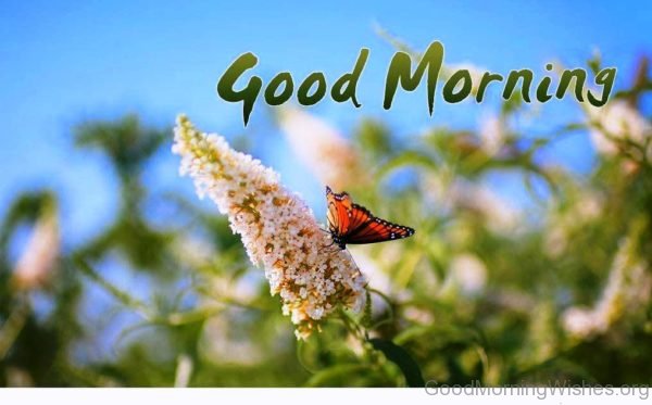Good morning Butterfly Image