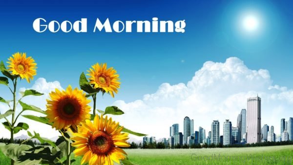 Image Of Good Morning Sunflowers