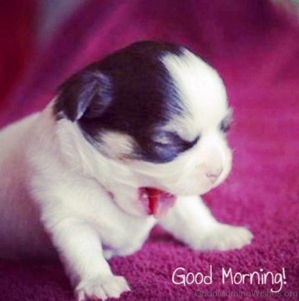 Little Puppy Good Morning Pic