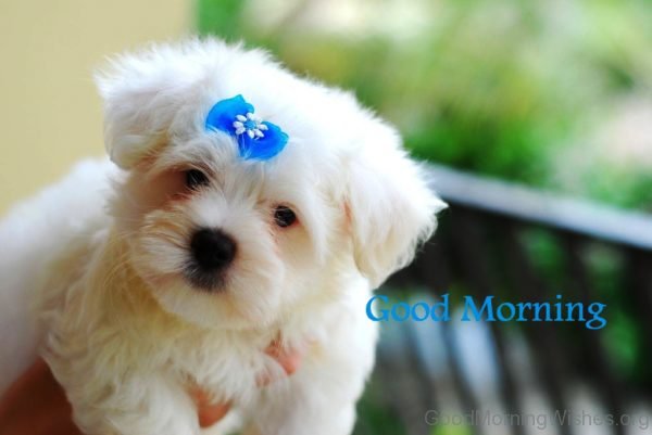 Lovely Good Morning Puppy Pic