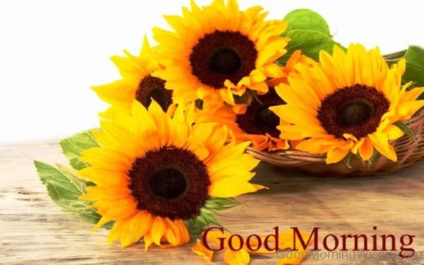 Sweet Good Morning Sunflowers Pic