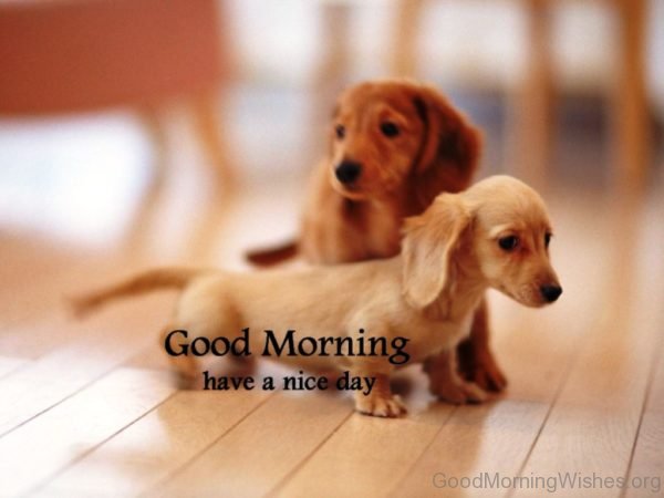 Sweet Pic Of Good Morning Puppy