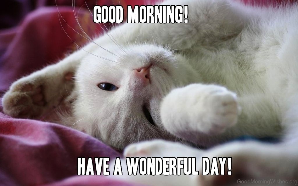 73 Good Morning Wishes for Cat Lovers