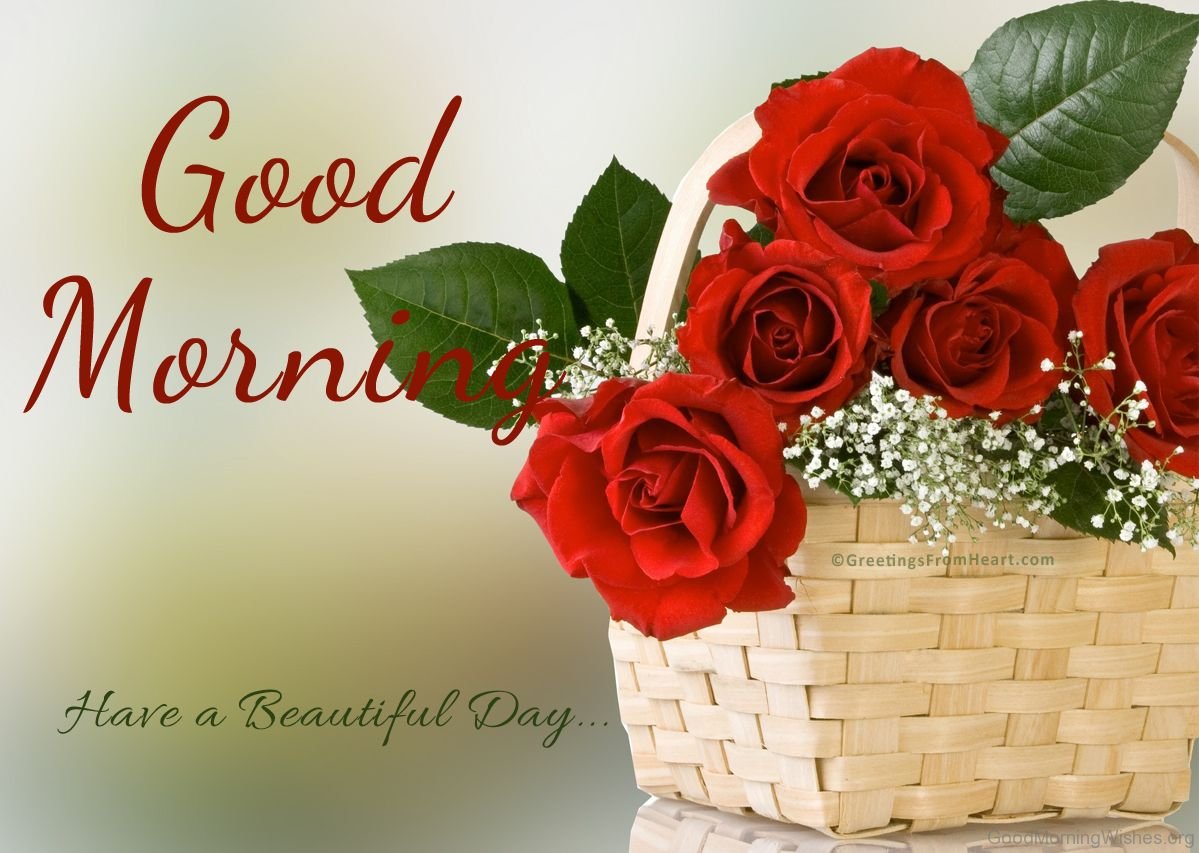 80+ Beautiful Good Morning Images With Roses - Good Morning Wishes