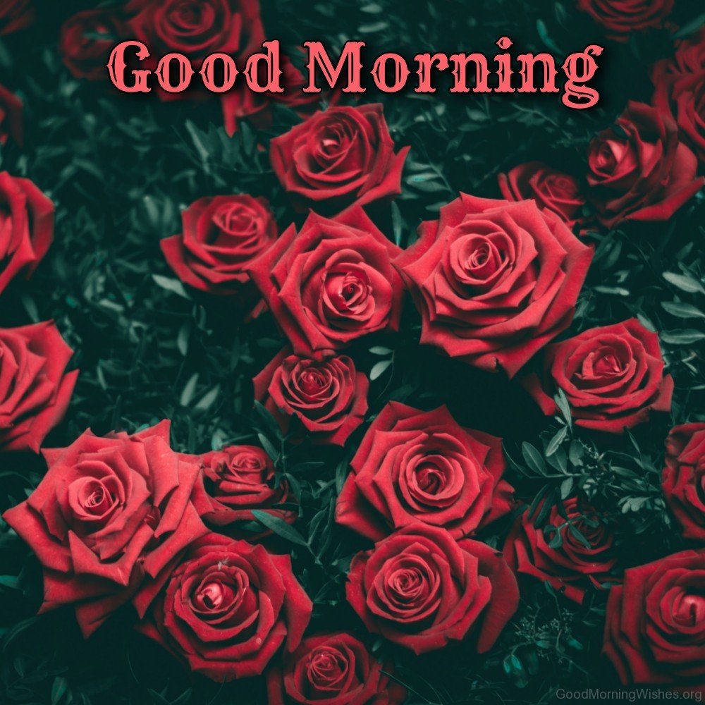 good morning images with red roses