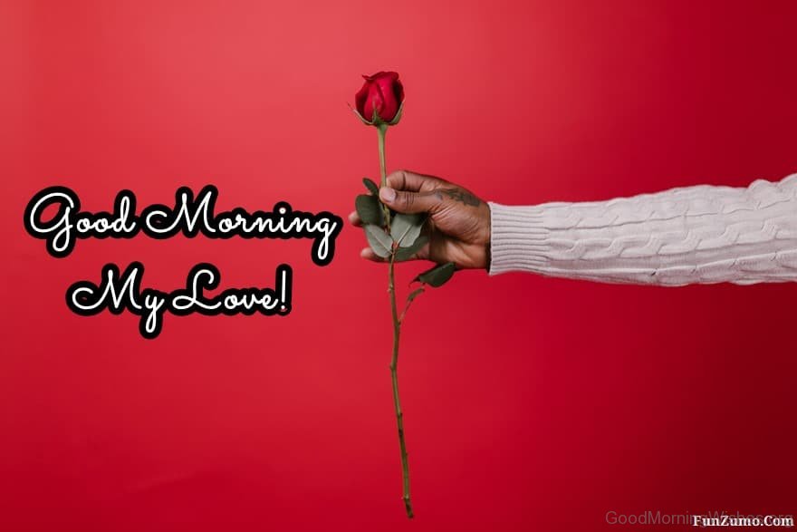 Good Morning. With Red Rose