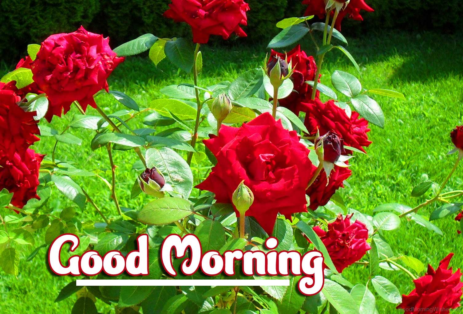 Red Rose Good Morning Images HD Download 30