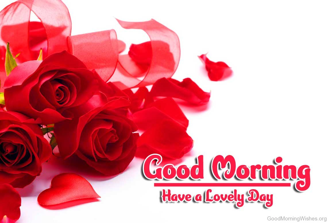 Red Rose Good Morning Images HD Download 8