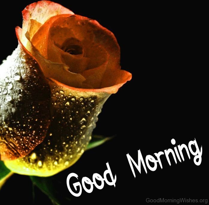 Good morning my love rose greetings2
