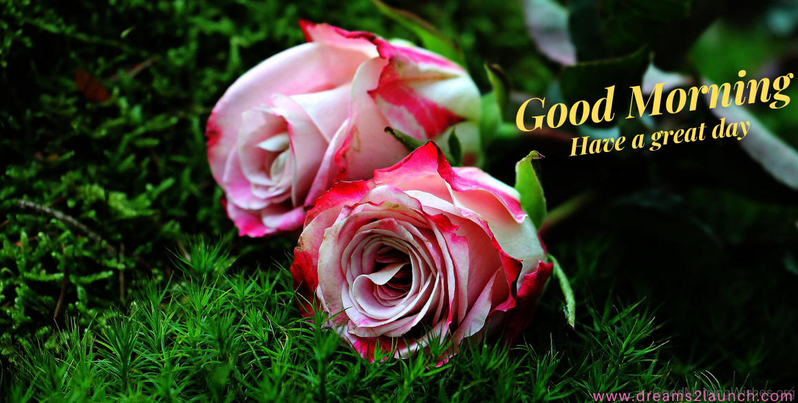 Good morning my love rose greetings5
