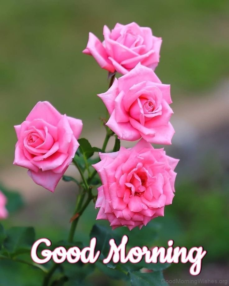 53 Good Morning Wishes With Flowers - Good Morning Wishes