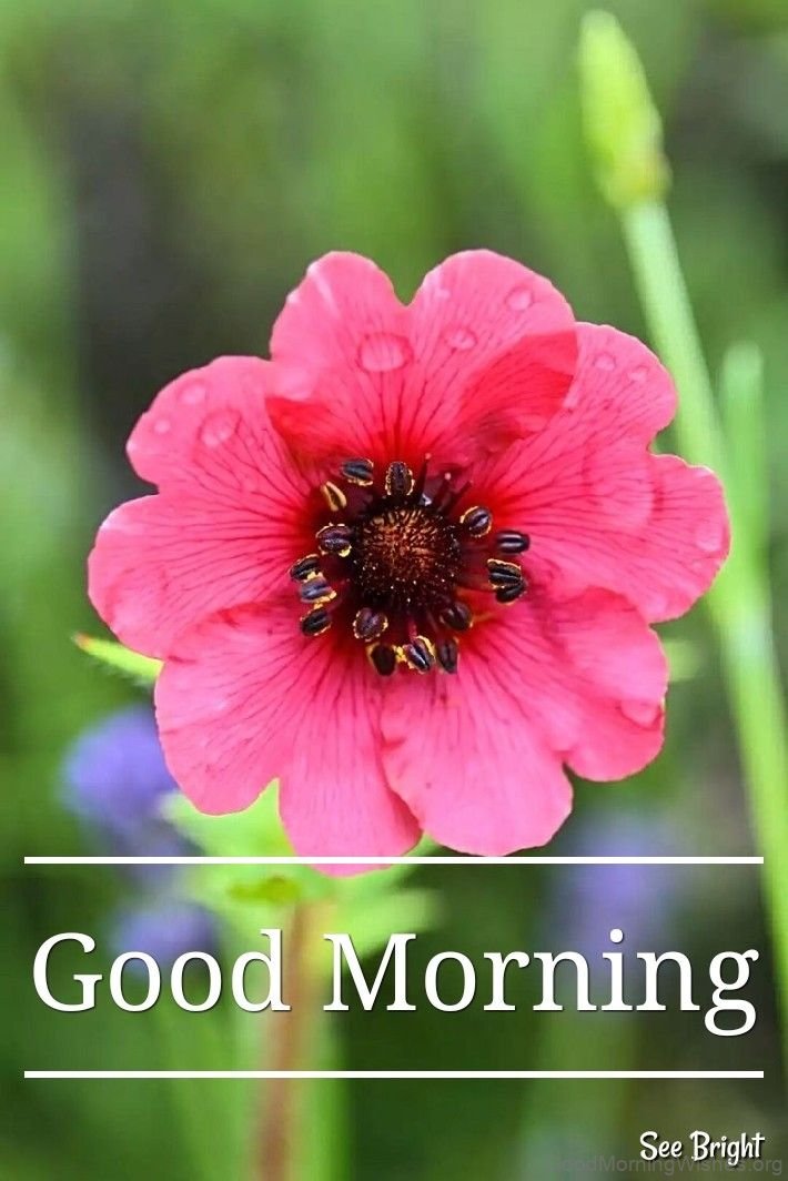 53 Good Morning Wishes With Flowers Good Morning Wishes