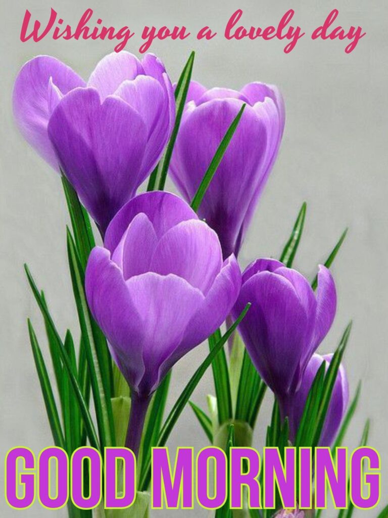 39 Amazing Good Morning Wishes with Flowers - Good Morning Wishes