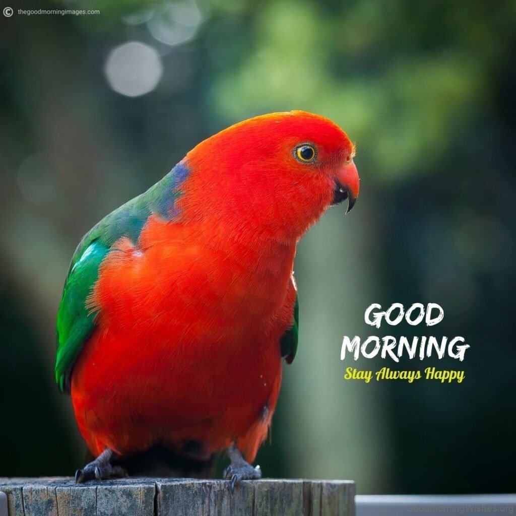 20+ Beautiful Good Morning With Parrot - Good Morning Wishes