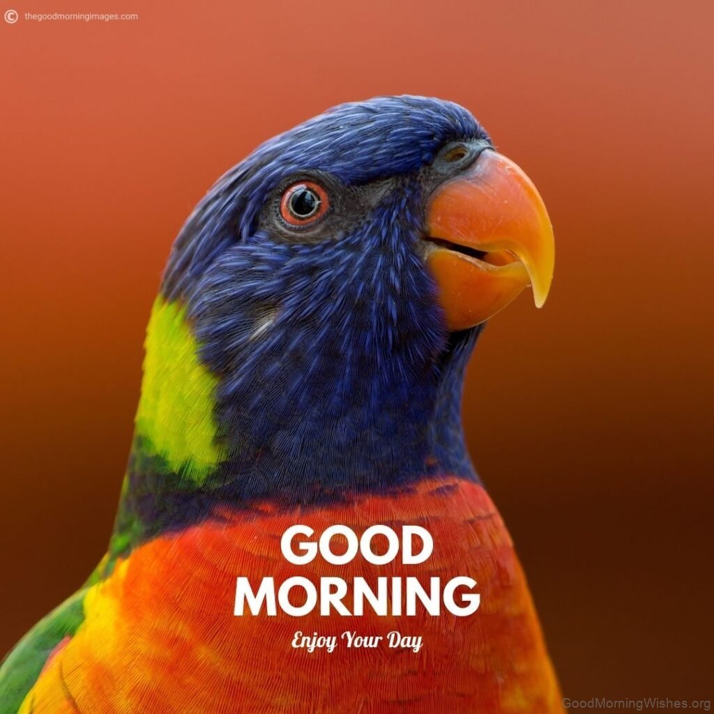 20+ Beautiful Good Morning With Parrot - Good Morning Wishes