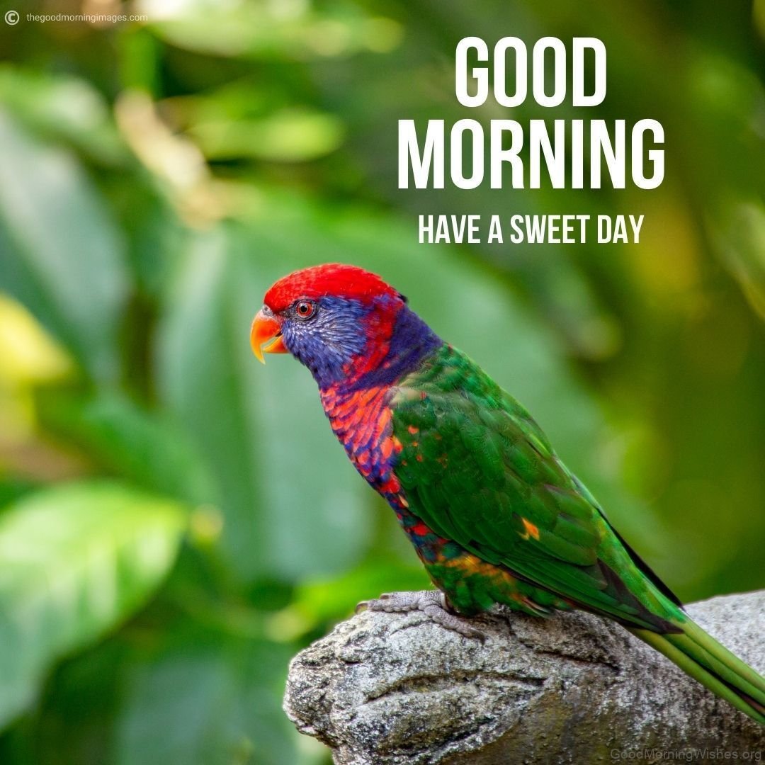 20+ Beautiful Good Morning With Parrot - Good Morning Wishes