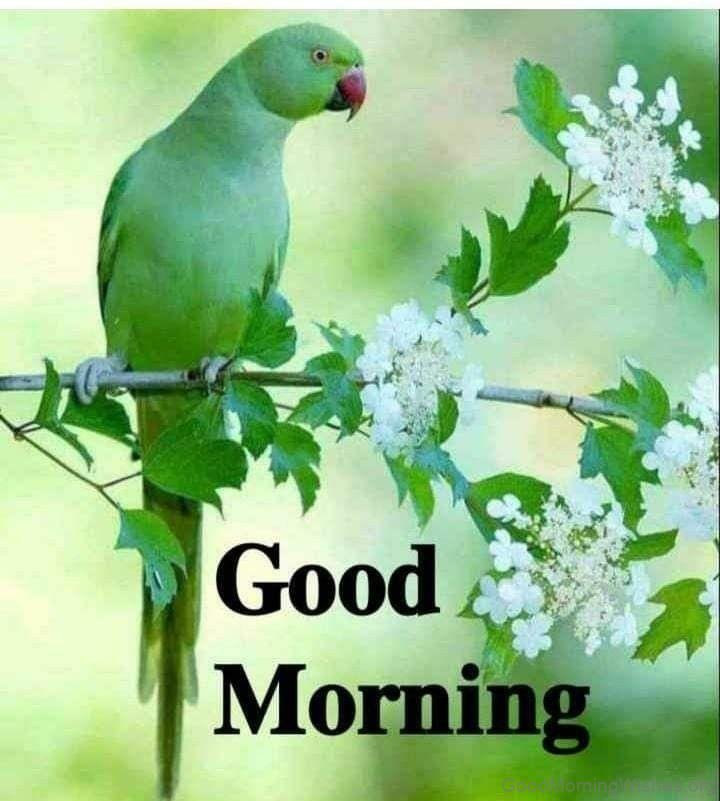 20+ Beautiful Good Morning With Parrot - Good Morning Wishes