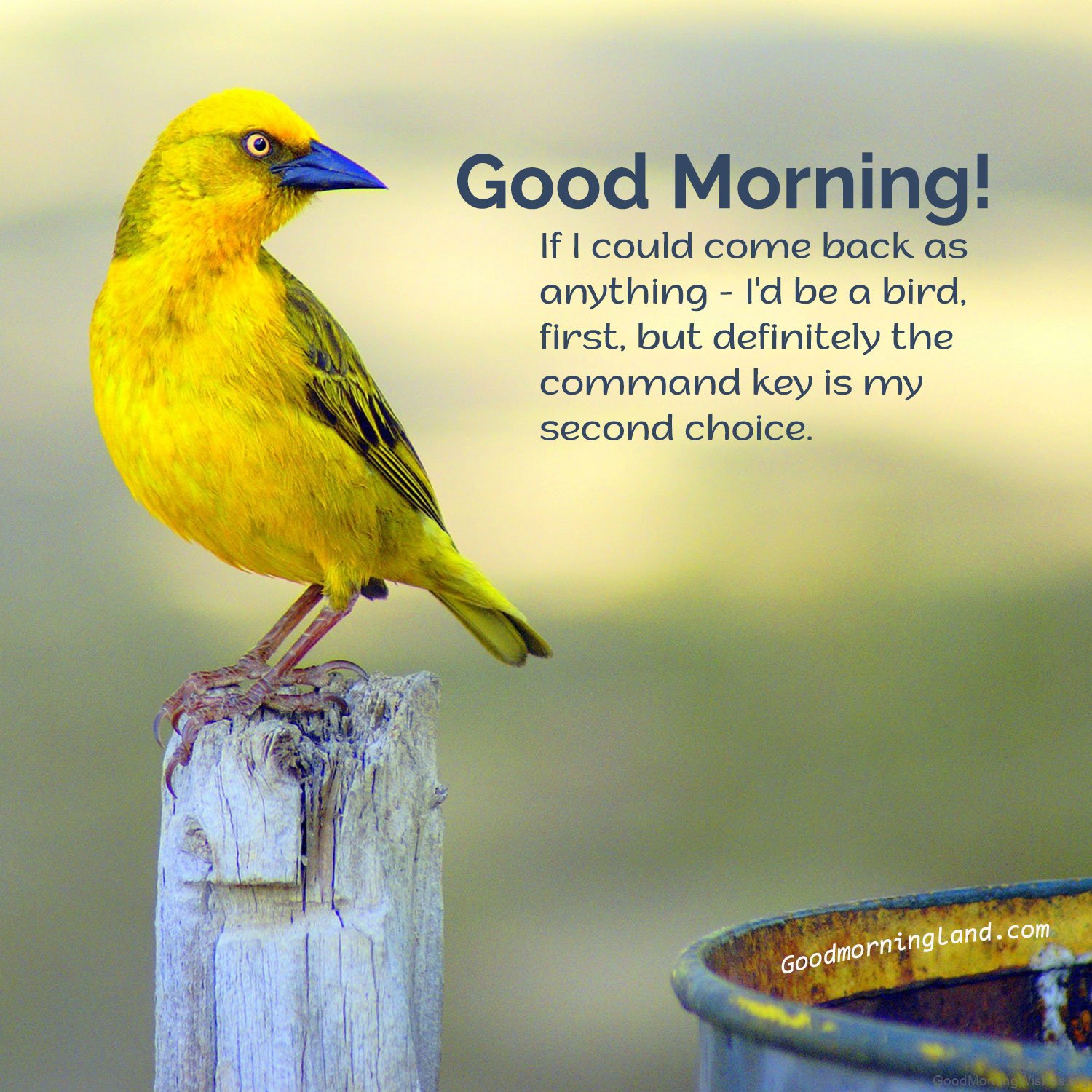 30 Birds Good Morning Wishes Good Morning Wishes 5724