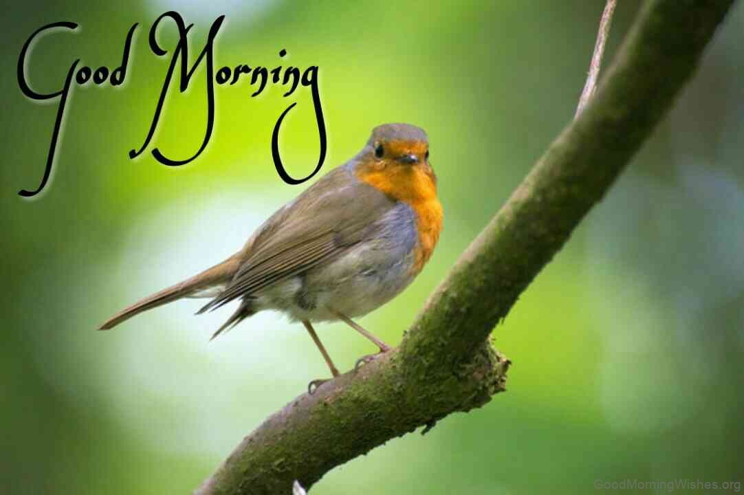 30+ Birds Good Morning Wishes - Good Morning Wishes