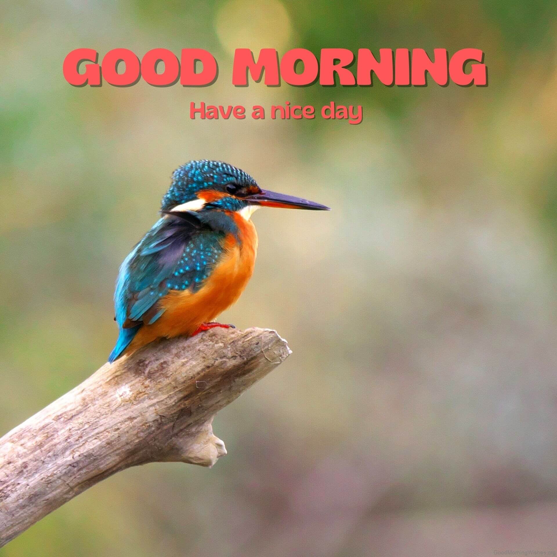 30+ Birds Good Morning Wishes - Good Morning Wishes