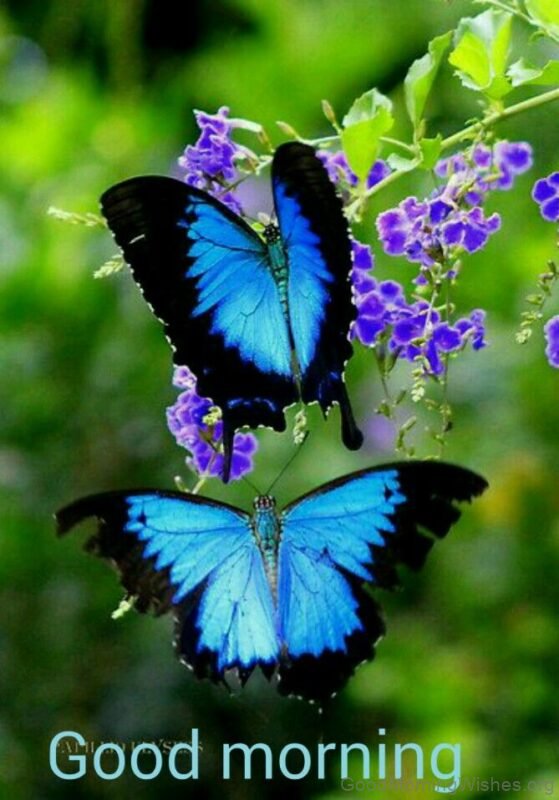 Butterfly Good Morning Photo
