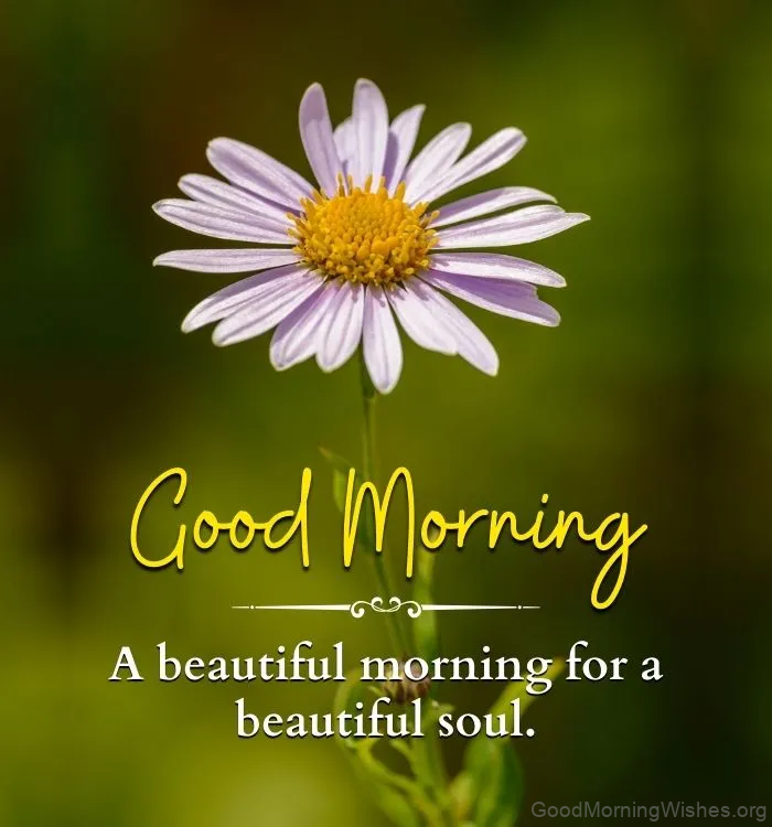 30+ Beautiful Good Morning Images - Good Morning Wishes